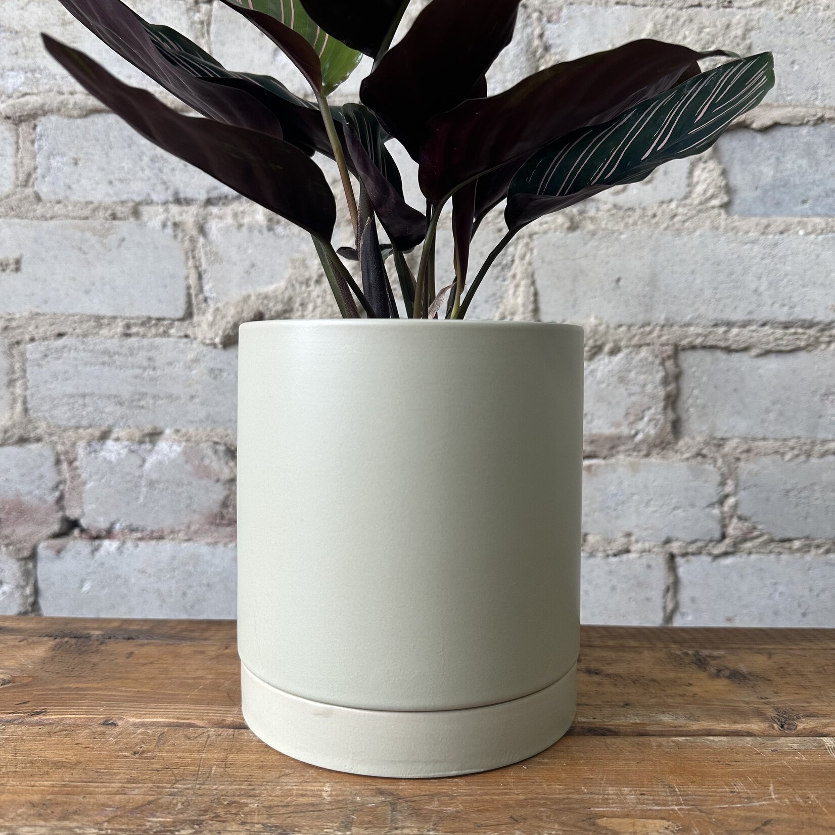 Romey Pot Tan (fits 5")