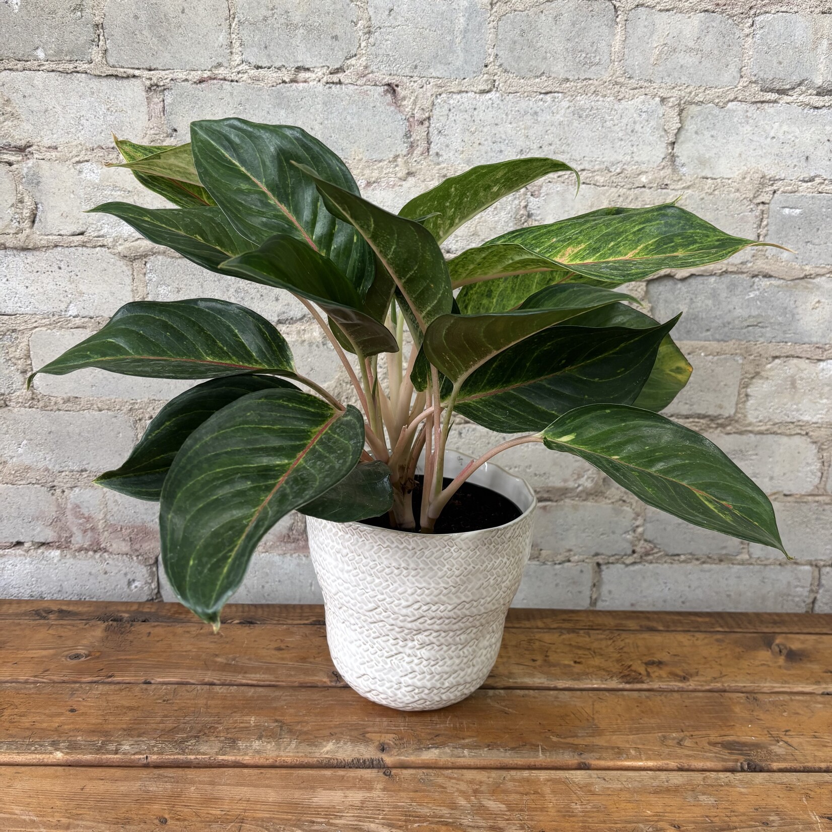 Aglaonema Golden Fluorite 6"