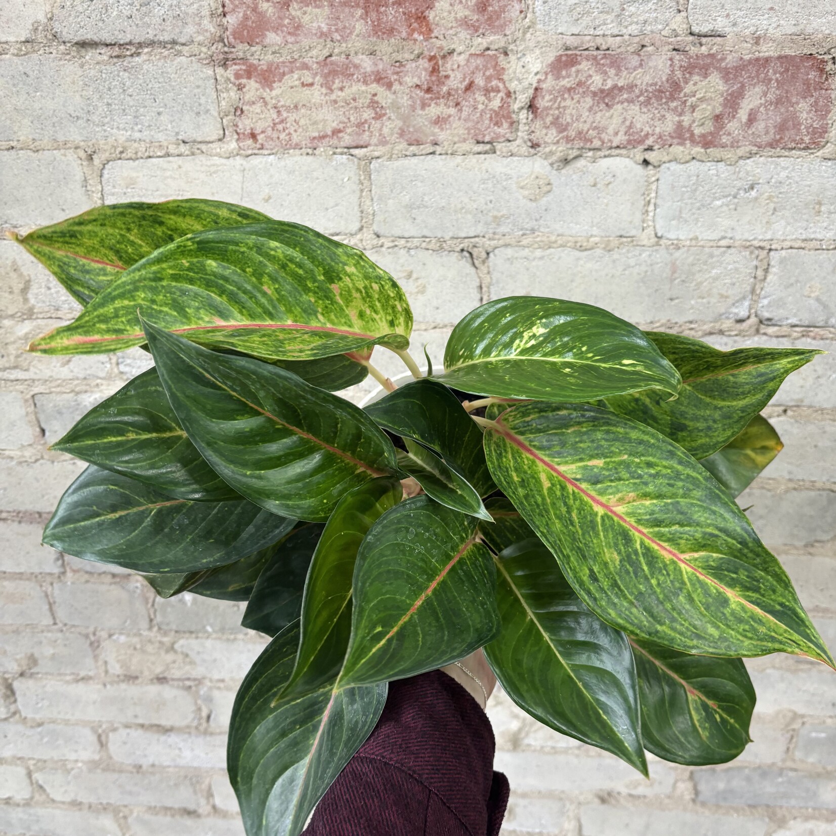 Aglaonema Golden Fluorite 6"