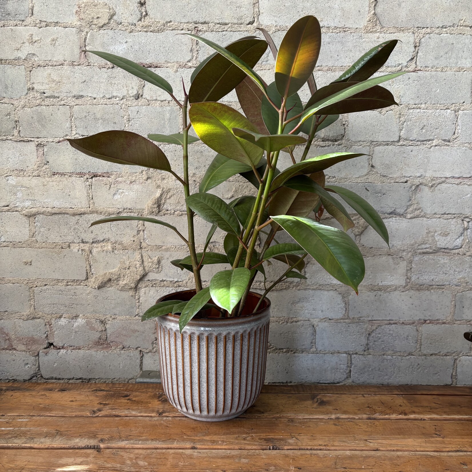 Ficus Elastica Robusta 6"