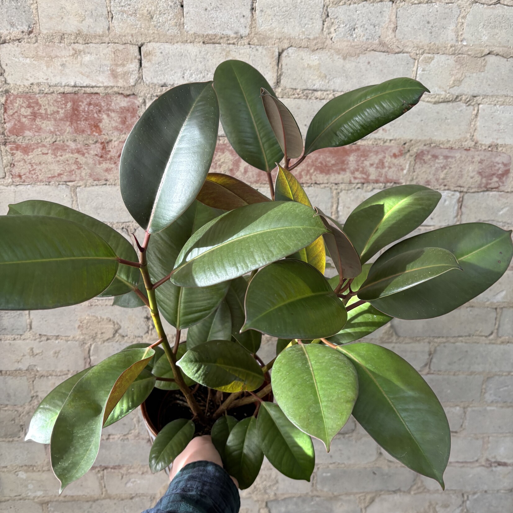 Ficus Elastica Robusta 6"