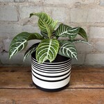 Aphelandra 'Zebra Plant' 4"