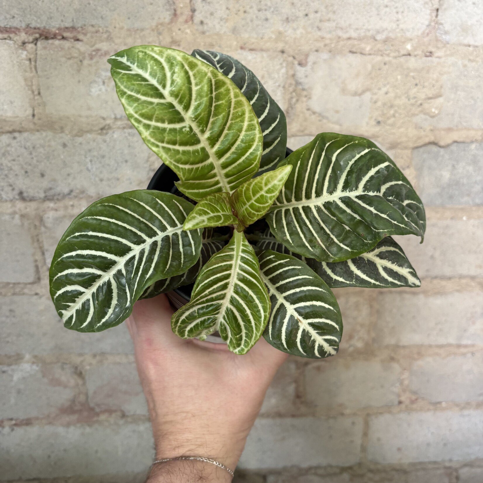 Aphelandra 'Zebra Plant' 4"