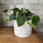 Philodendron Cordatum Green 6"