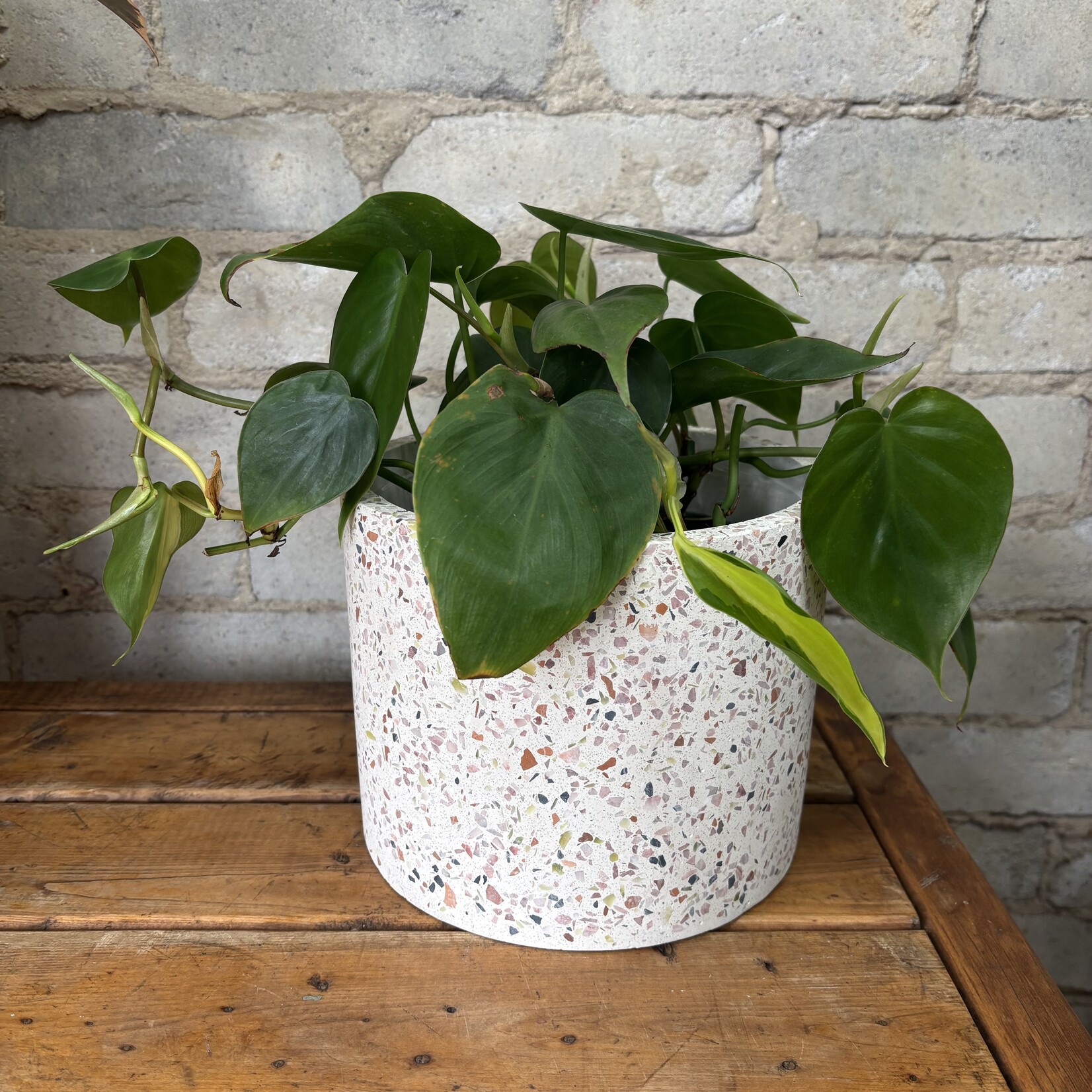 Philodendron Cordatum Green 6"