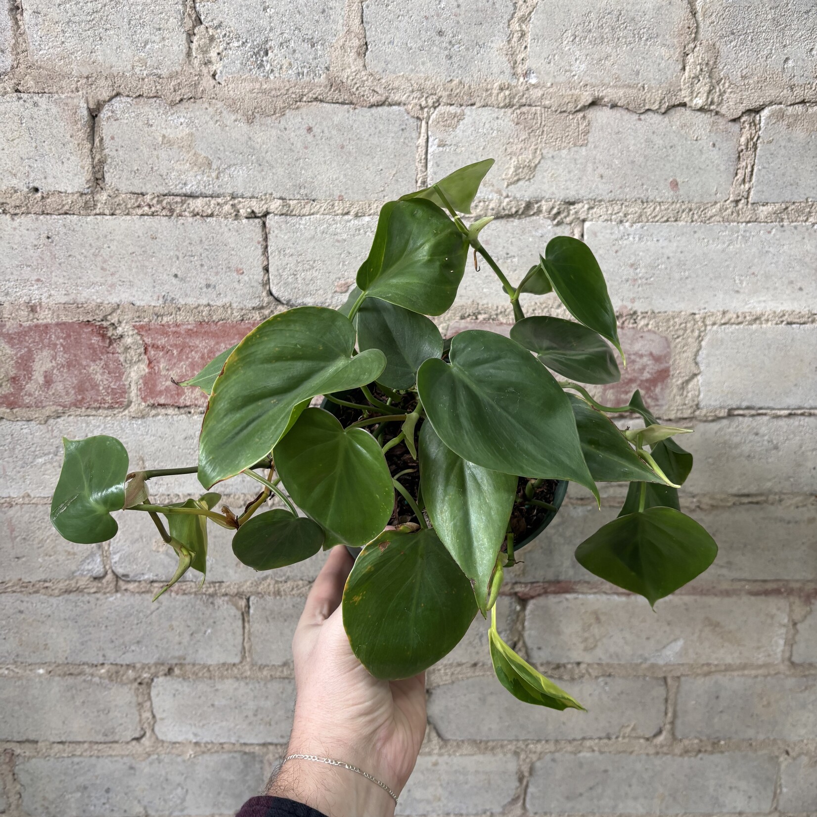 Philodendron Cordatum Green 6"