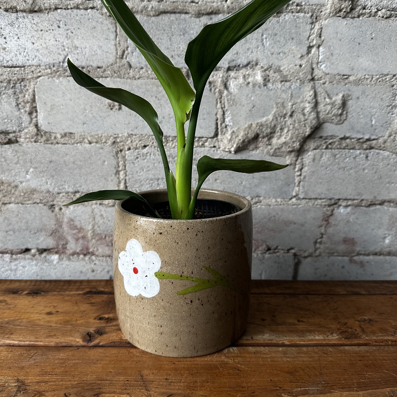 Nightshift Ceramics Nightshift Ceramics - White Daisy 5"