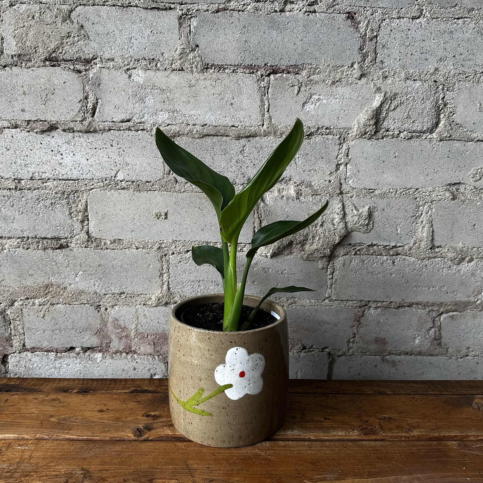Nightshift Ceramics Nightshift Ceramics - White Daisy 5"