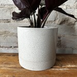 Assorted Pots Downey Pot (fits 5")