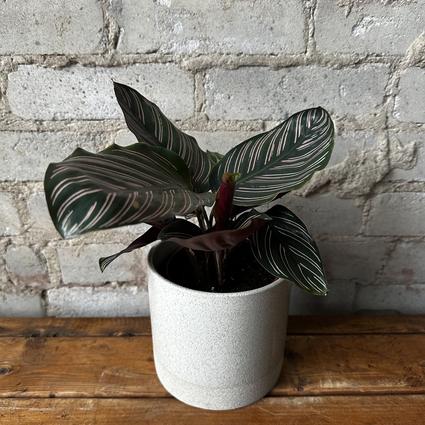 Downey Pot (fits 5")