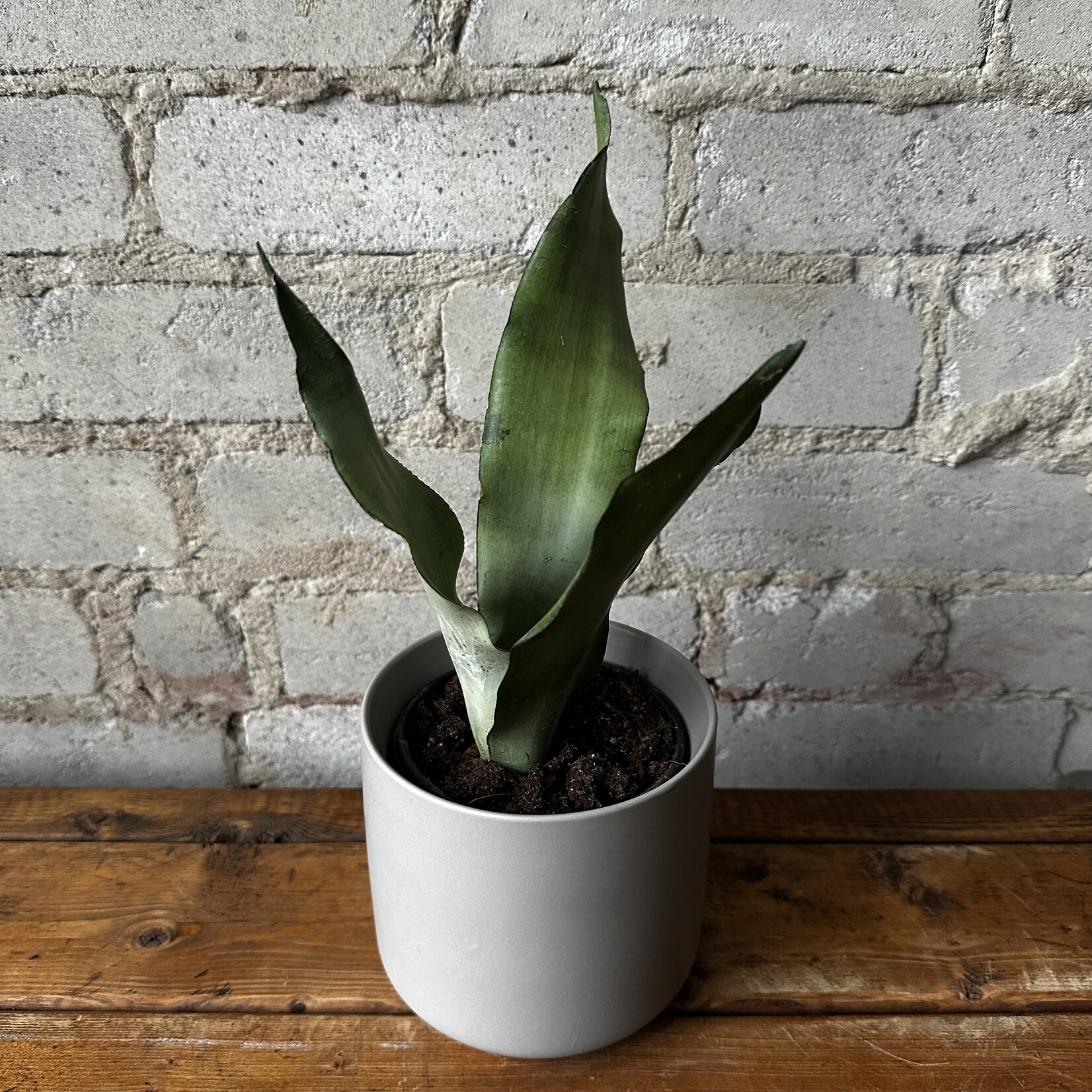 Sansevieria Moonshine 4"
