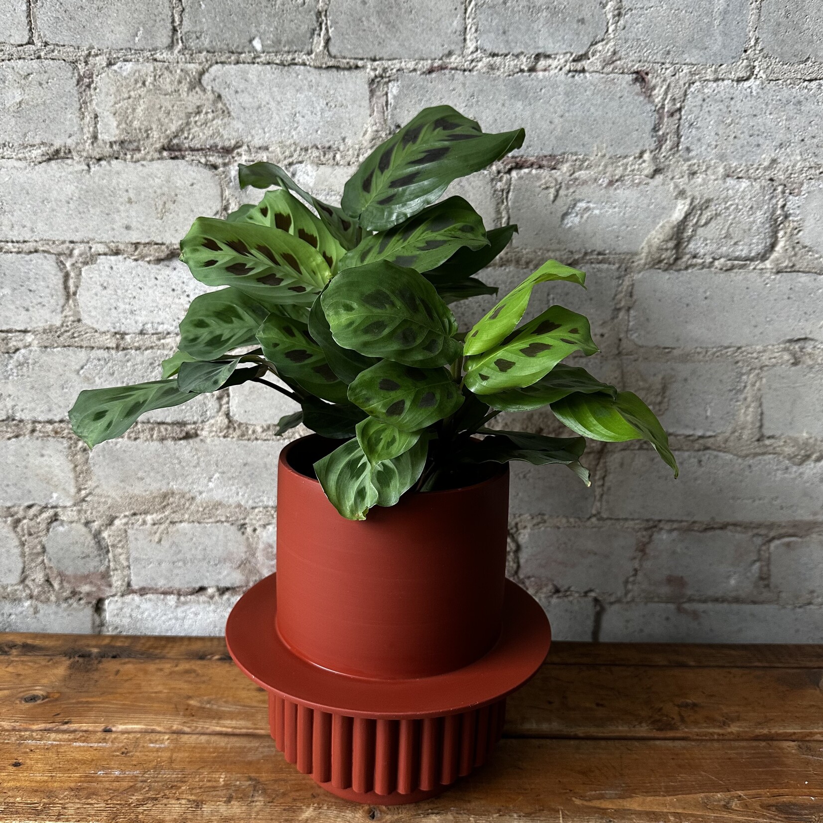 Green Maranta Rabbit's Tracks 5"