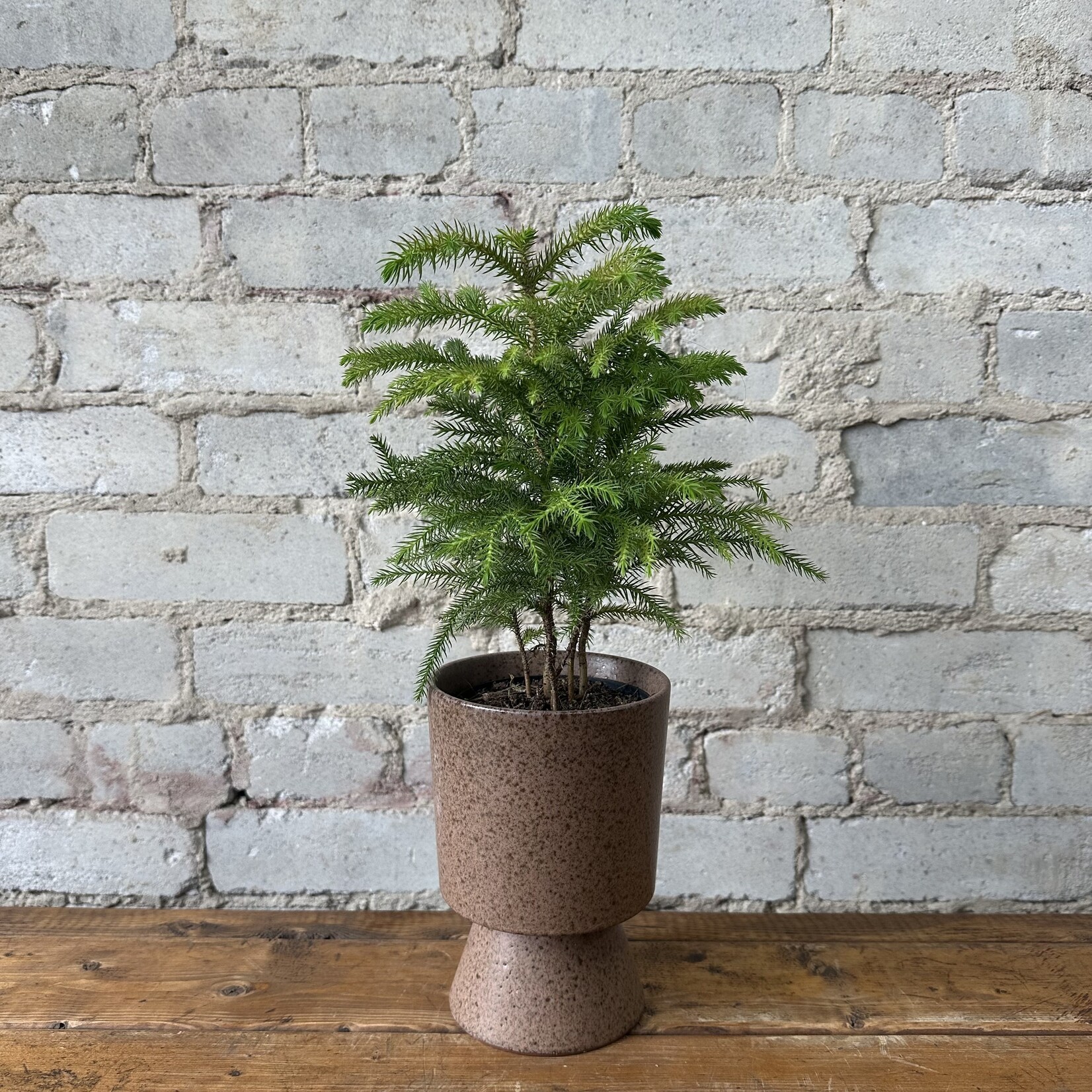 Norfolk Island Pine 4"