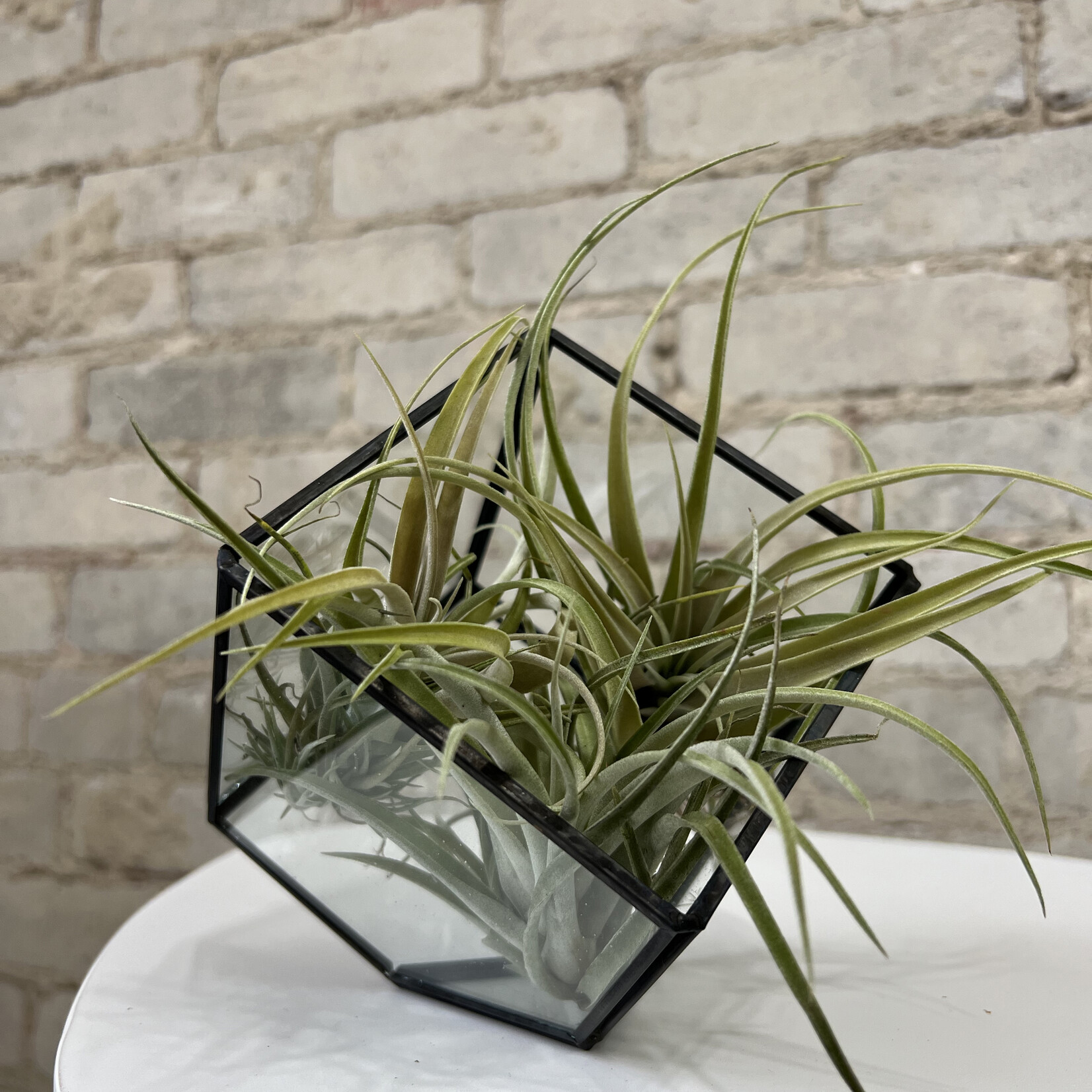 Terrarium Cube Terrarium (4.5")