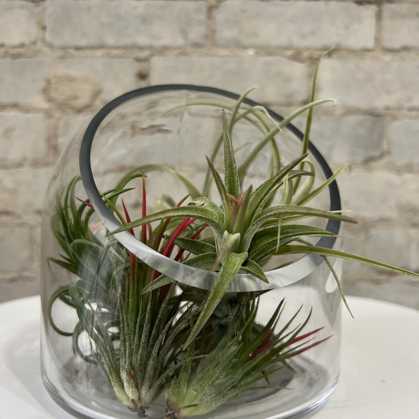Table Top Terrarium (6")