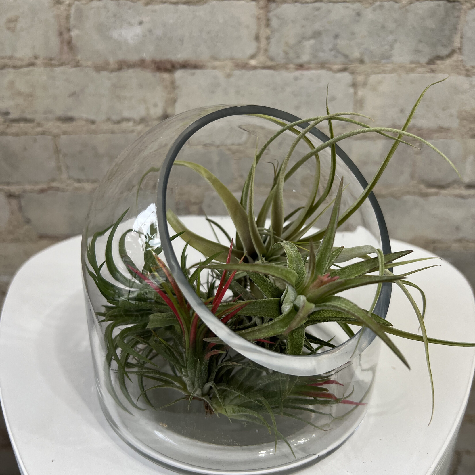 Table Top Terrarium (6")