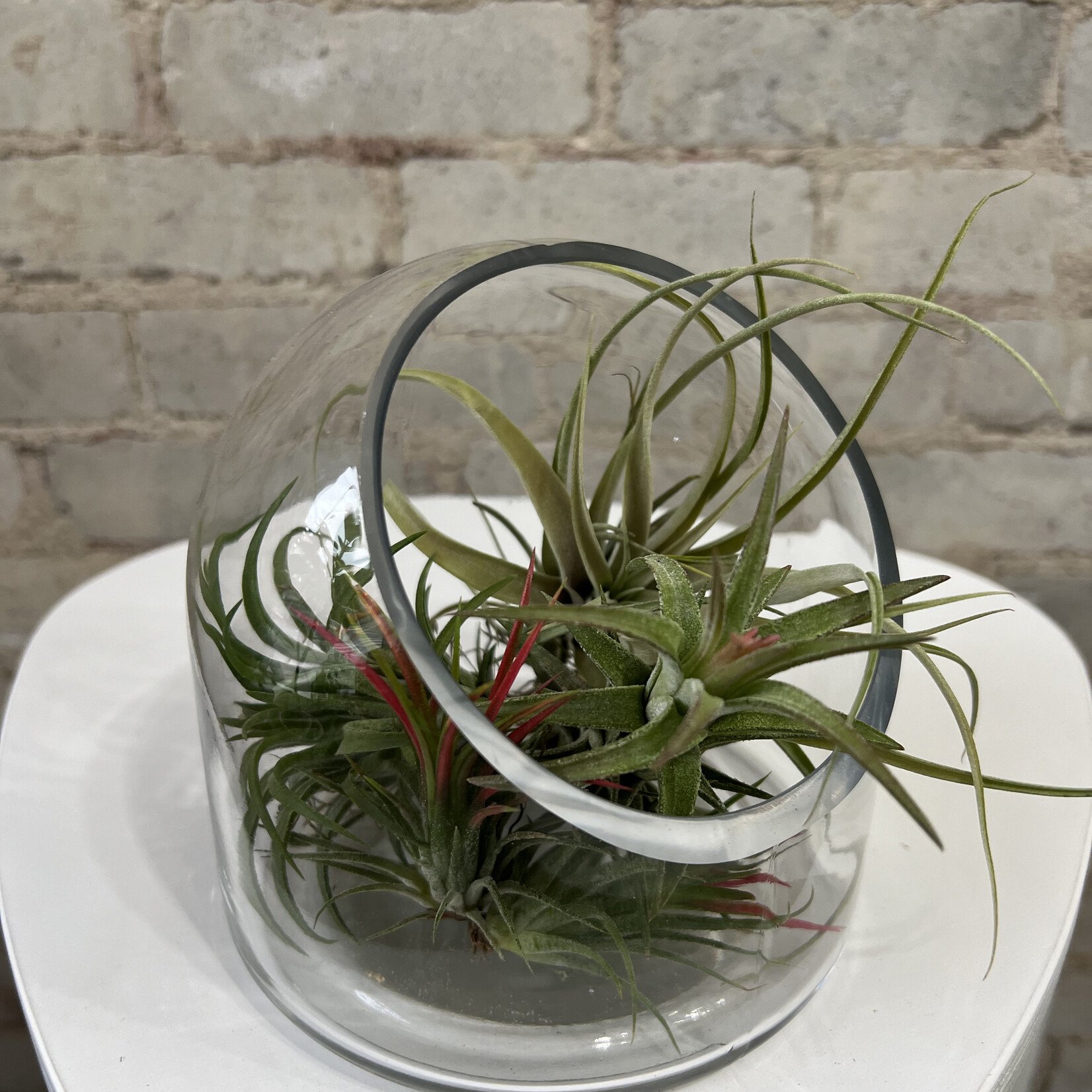 Terrarium Table Top Terrarium (6")