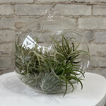 Globe Glass Terrarium (5")