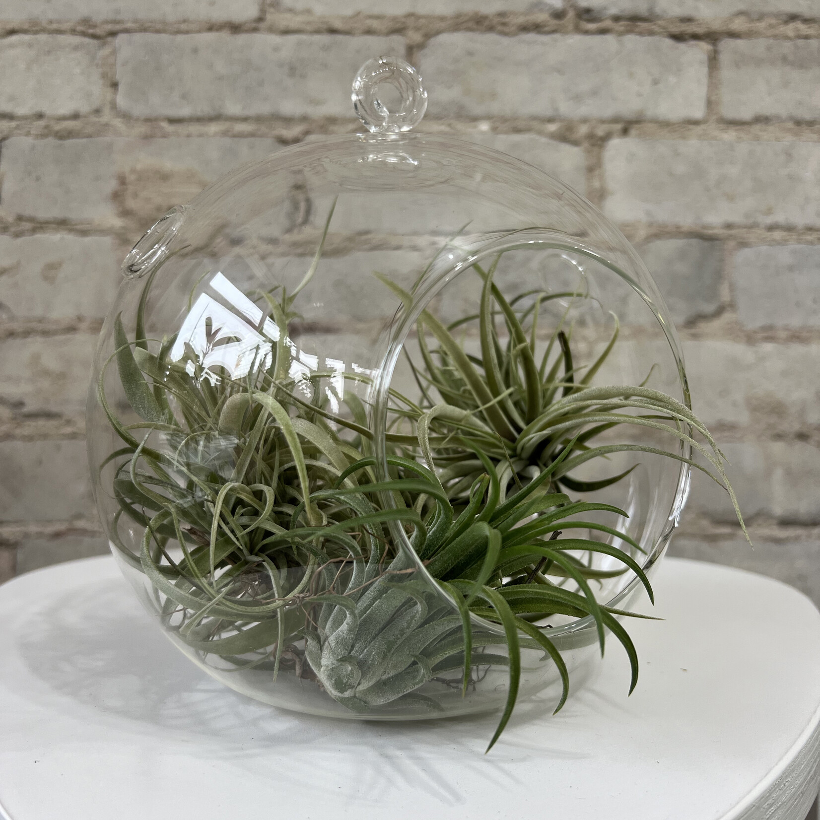 Globe Glass Terrarium (5")