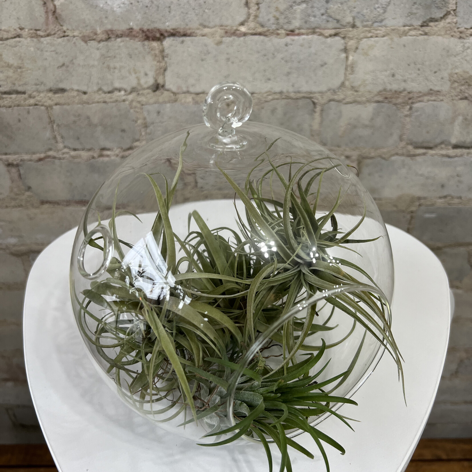 Globe Glass Terrarium (5")