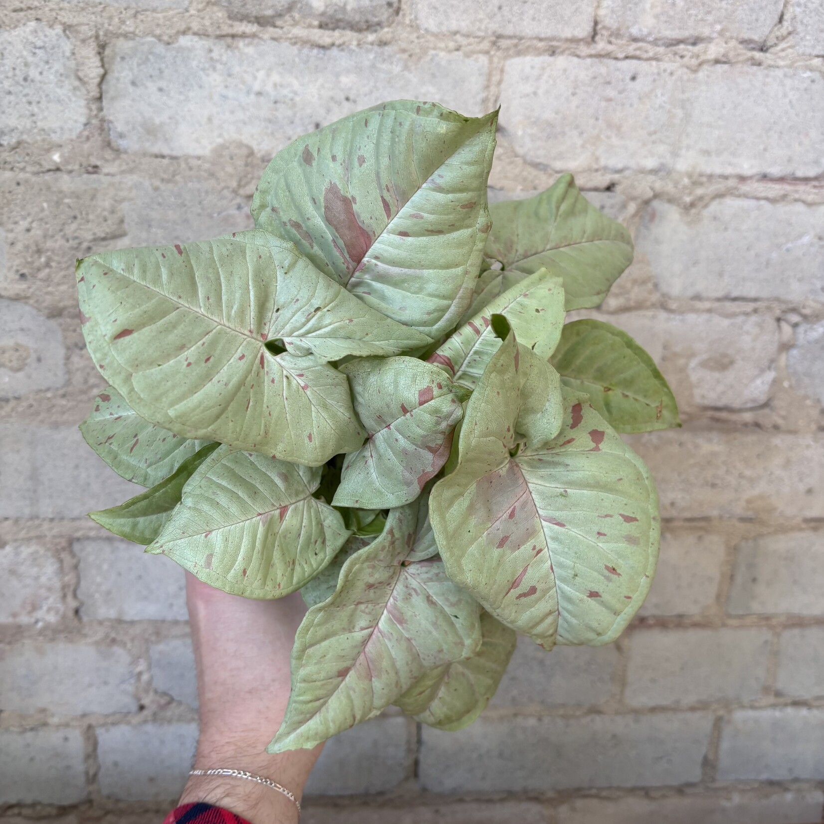 Syngonium Milk Confetti 4"
