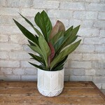 Anthurium Boplandii Guyanum 'Cobra' 6"