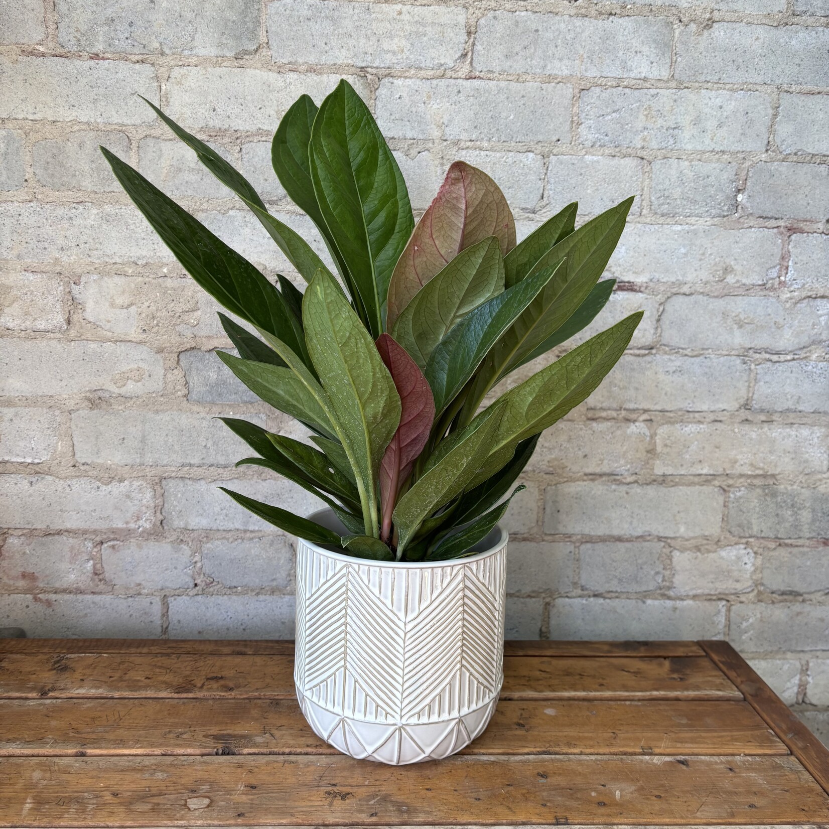 Anthurium Boplandii Guyanum 'Cobra' 6"