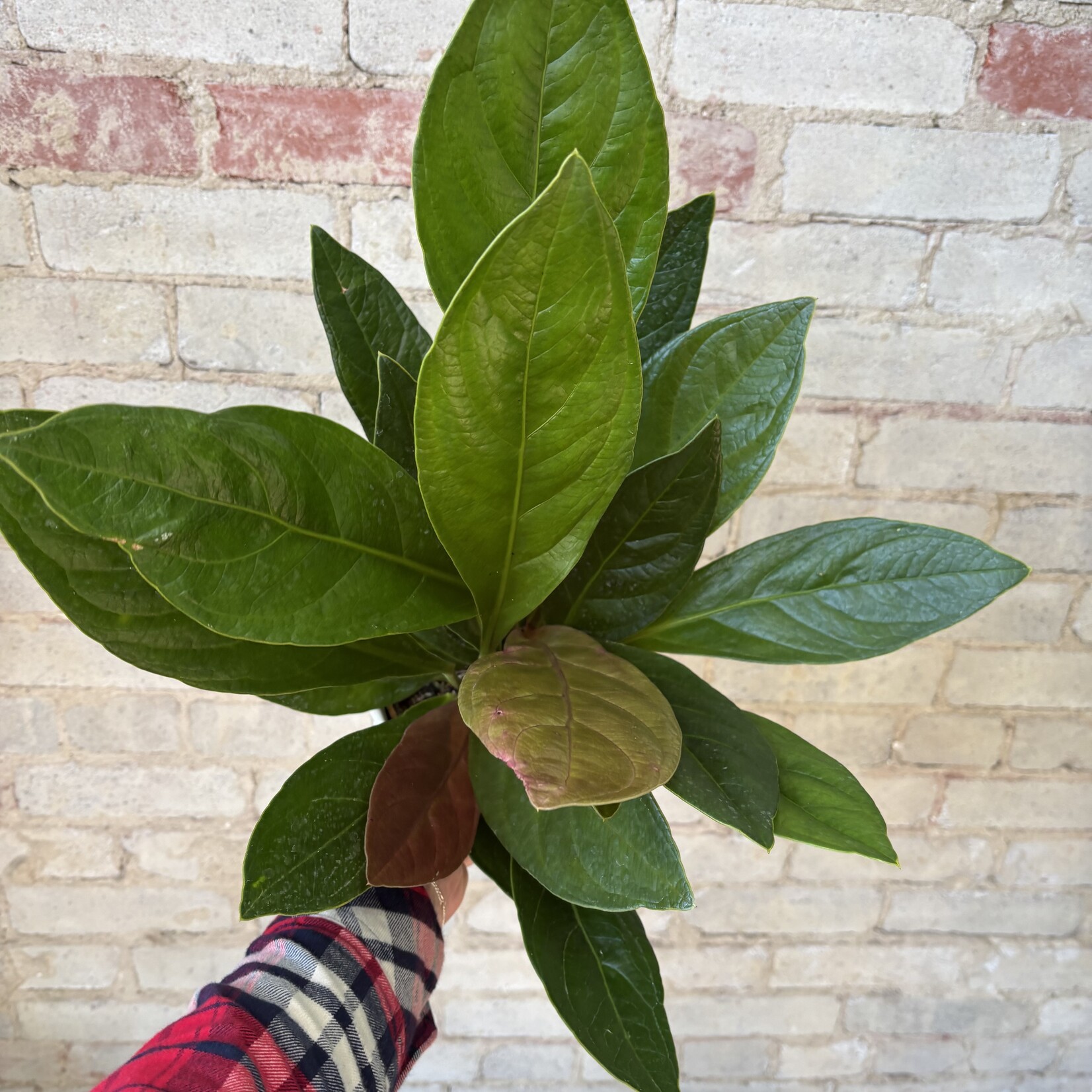 Anthurium Boplandii Guyanum 'Cobra' 6"