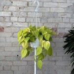 Philodendron Cordatum Lemon Lime 8" HB