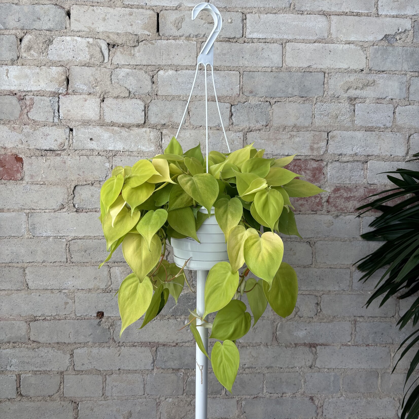 Philodendron Cordatum Lemon Lime 8" HB