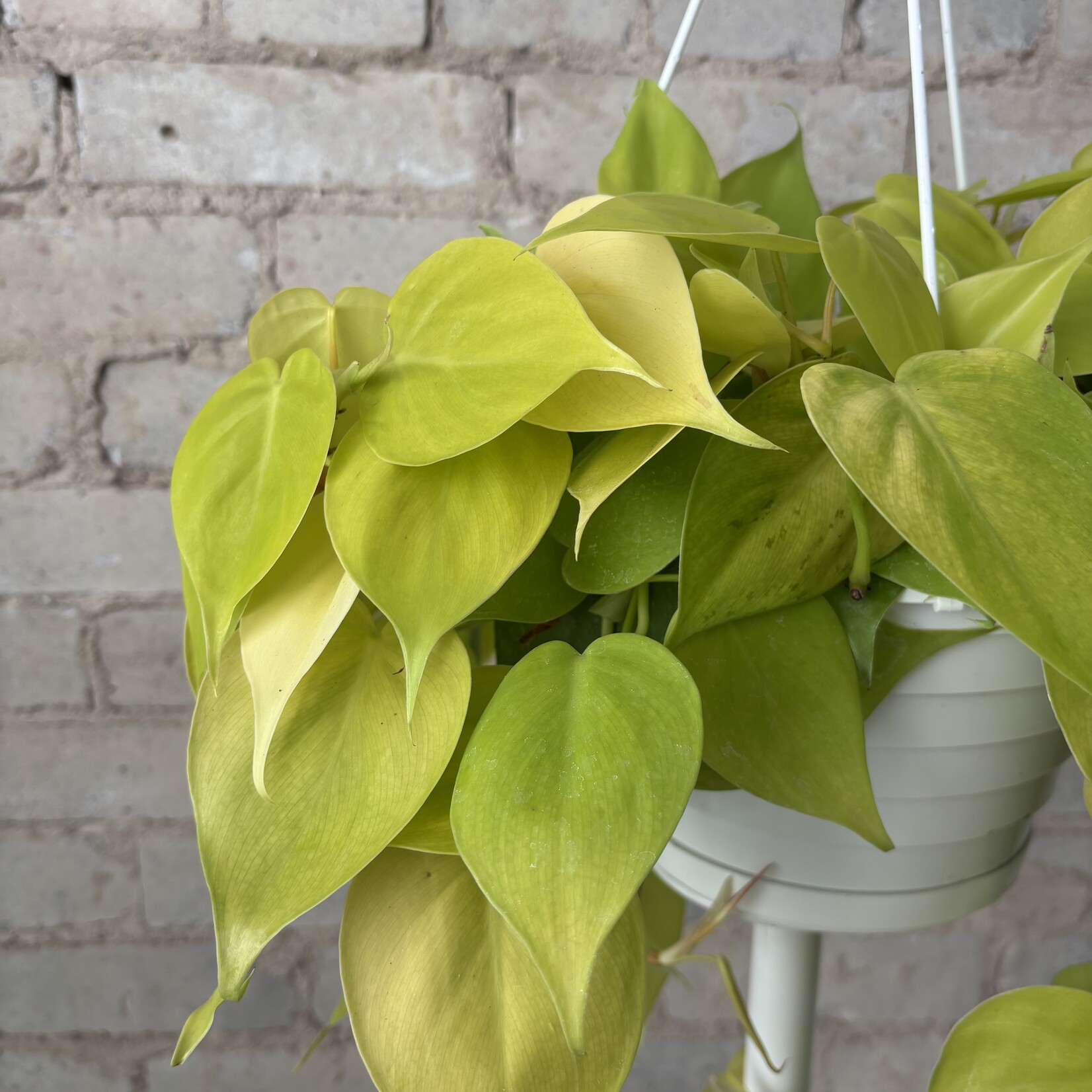 Philodendron Cordatum Lemon Lime 8" HB