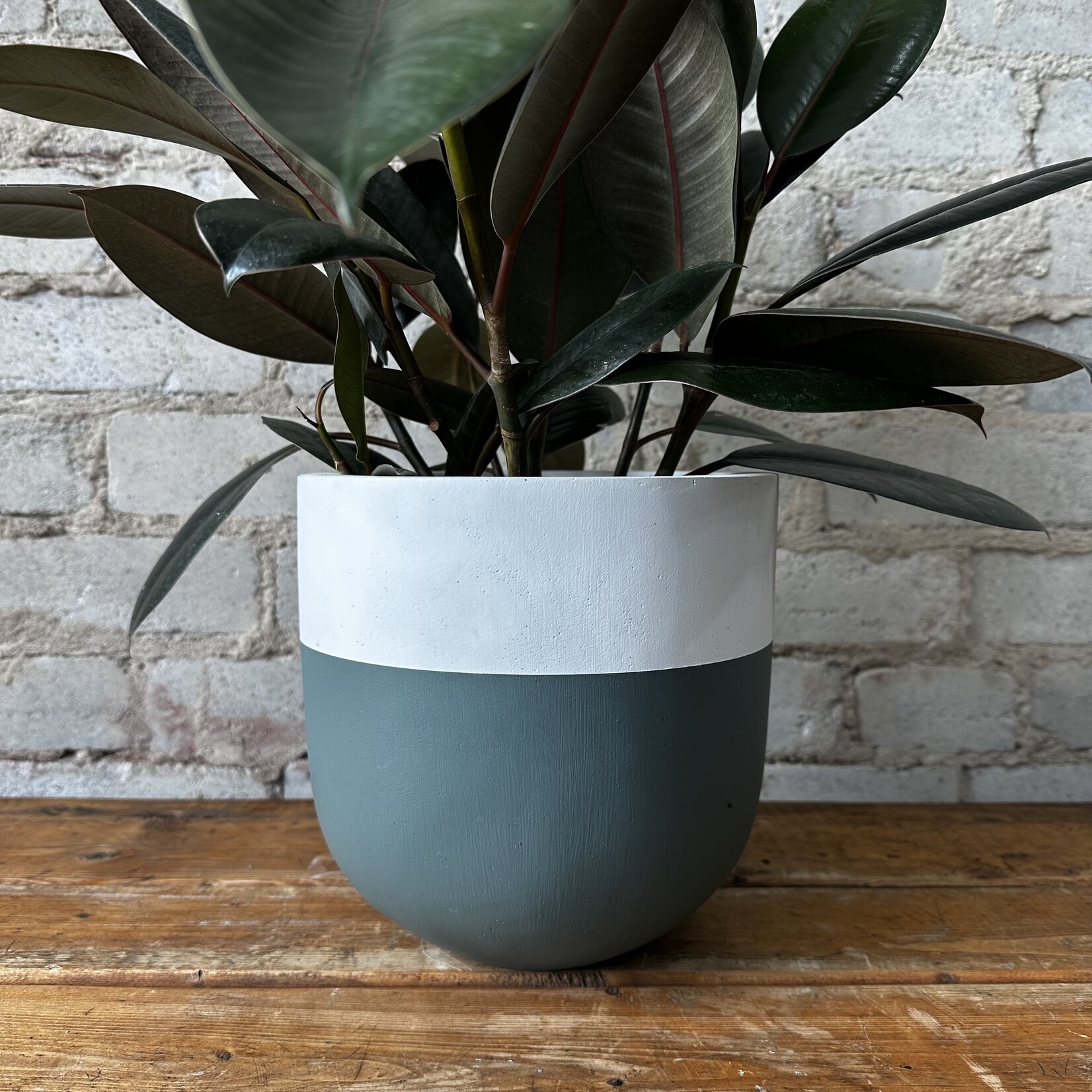 Common House - Boneill Pot Pine Medium (6")