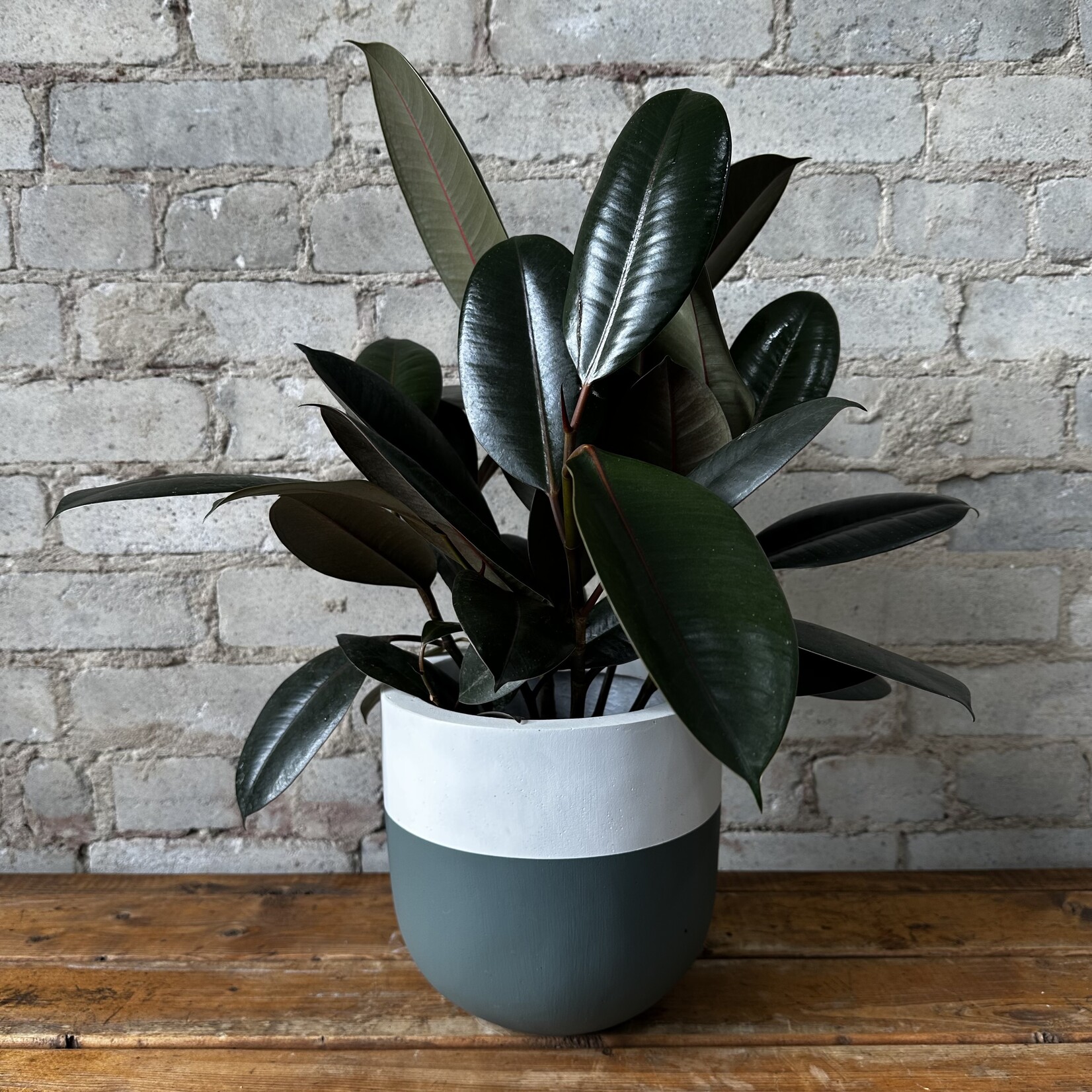 Common House Common House - Boneill Pot Pine Medium (6")