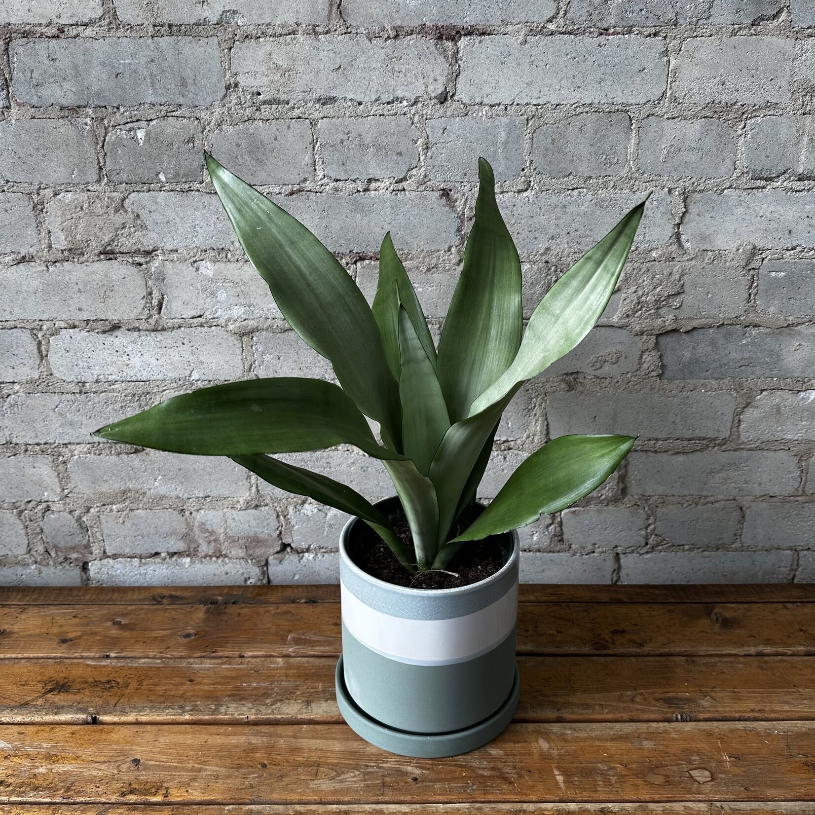 Greer Pot (fits 6")