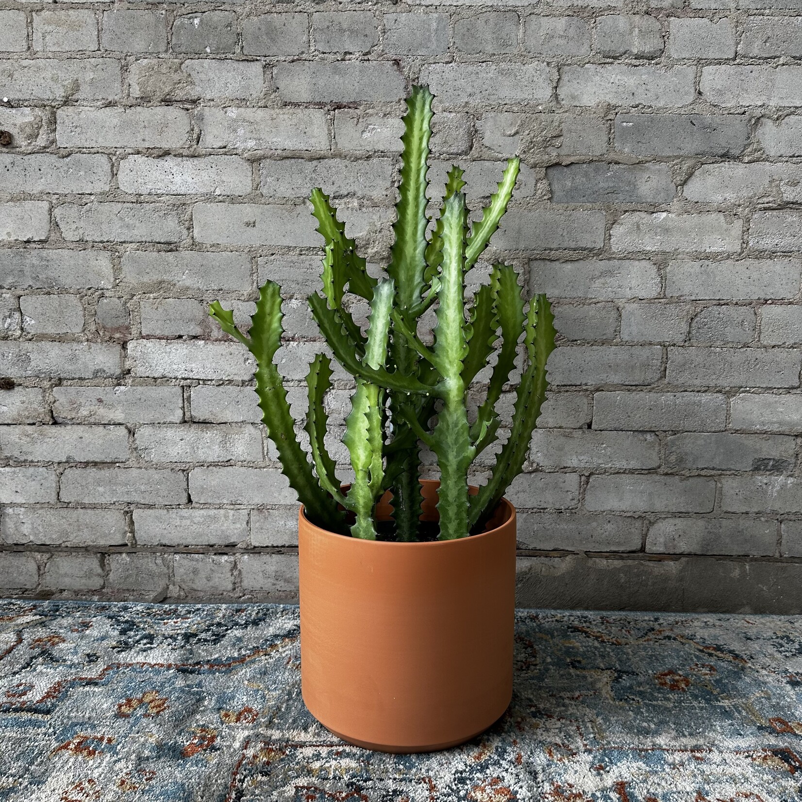 Assorted Pots Kendall fits 10" Terracotta