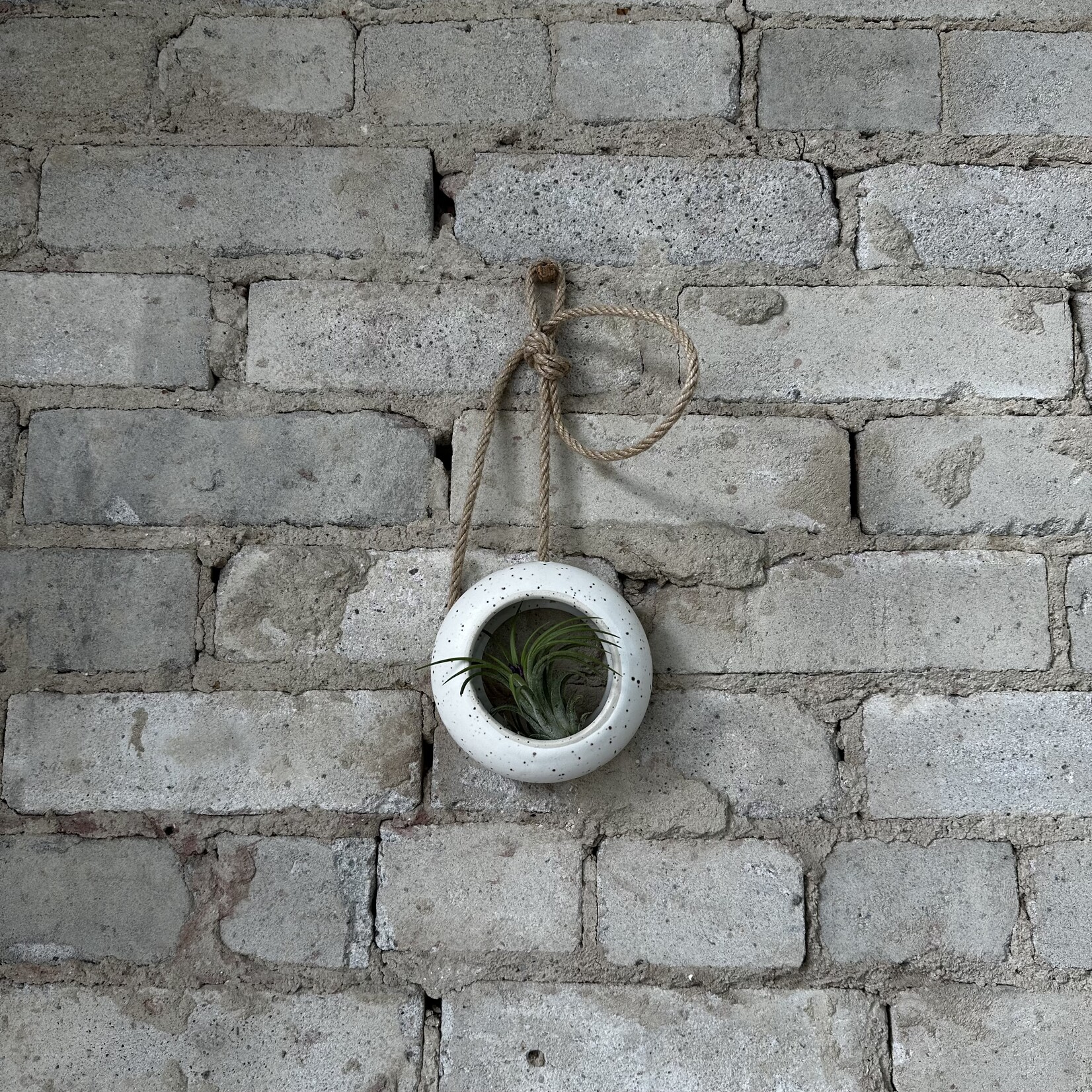 Golem Designs Golem Designs: Hanging Air Plant Loop Speckled (with rope)