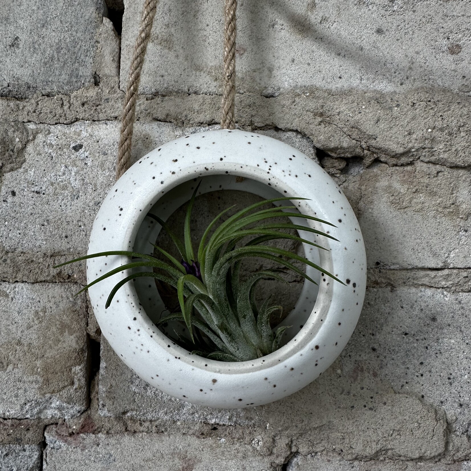 Golem Designs Golem Designs: Hanging Air Plant Loop Speckled (with rope)