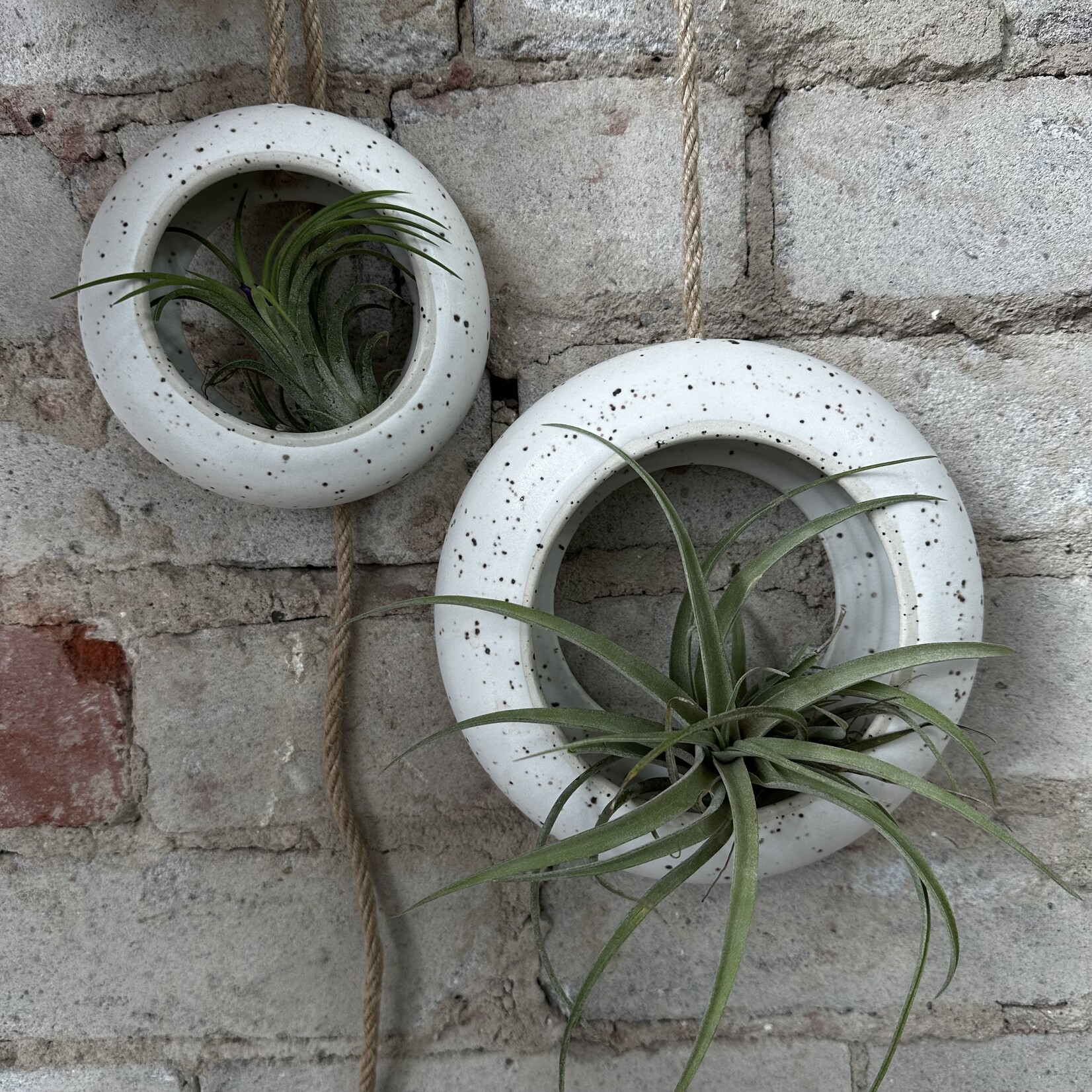 Golem Designs Golem Designs: Hanging Air Plant Loop Speckled (with rope)
