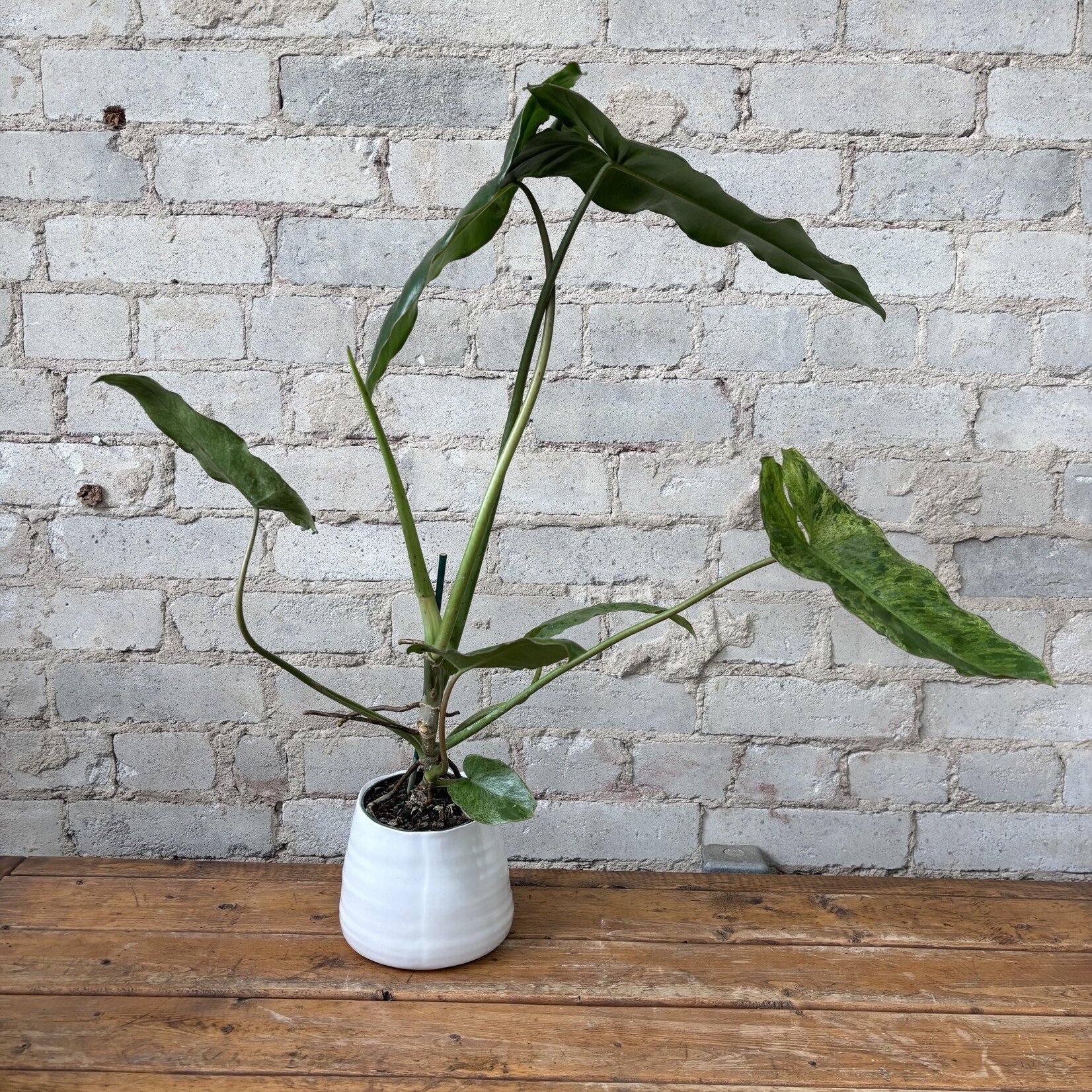 Philodendron Paraiso Verde 4"