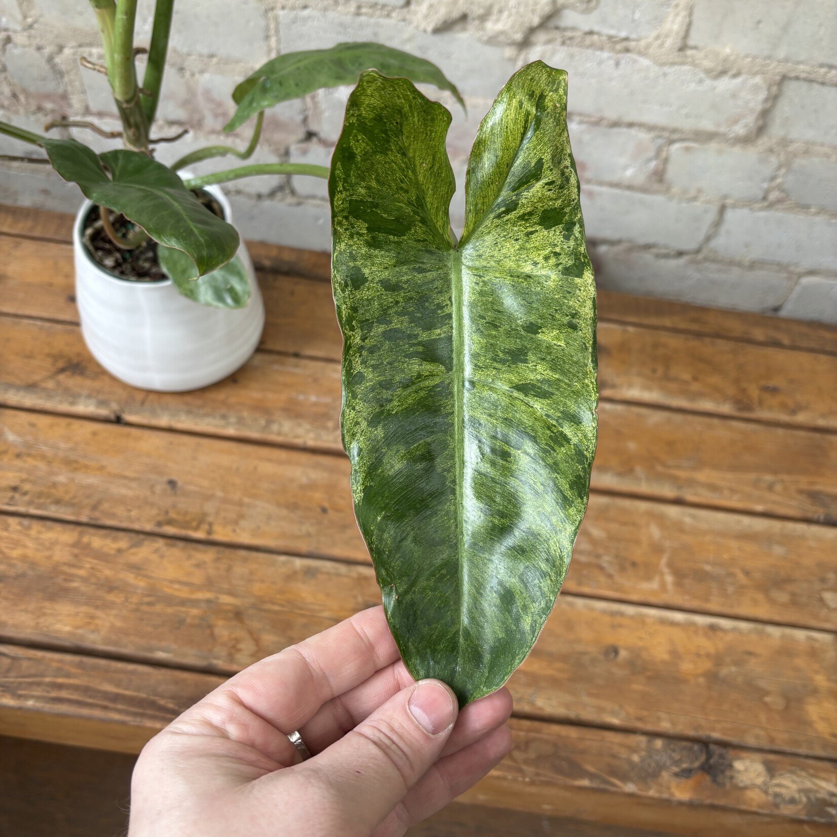 Philodendron Paraiso Verde 4"