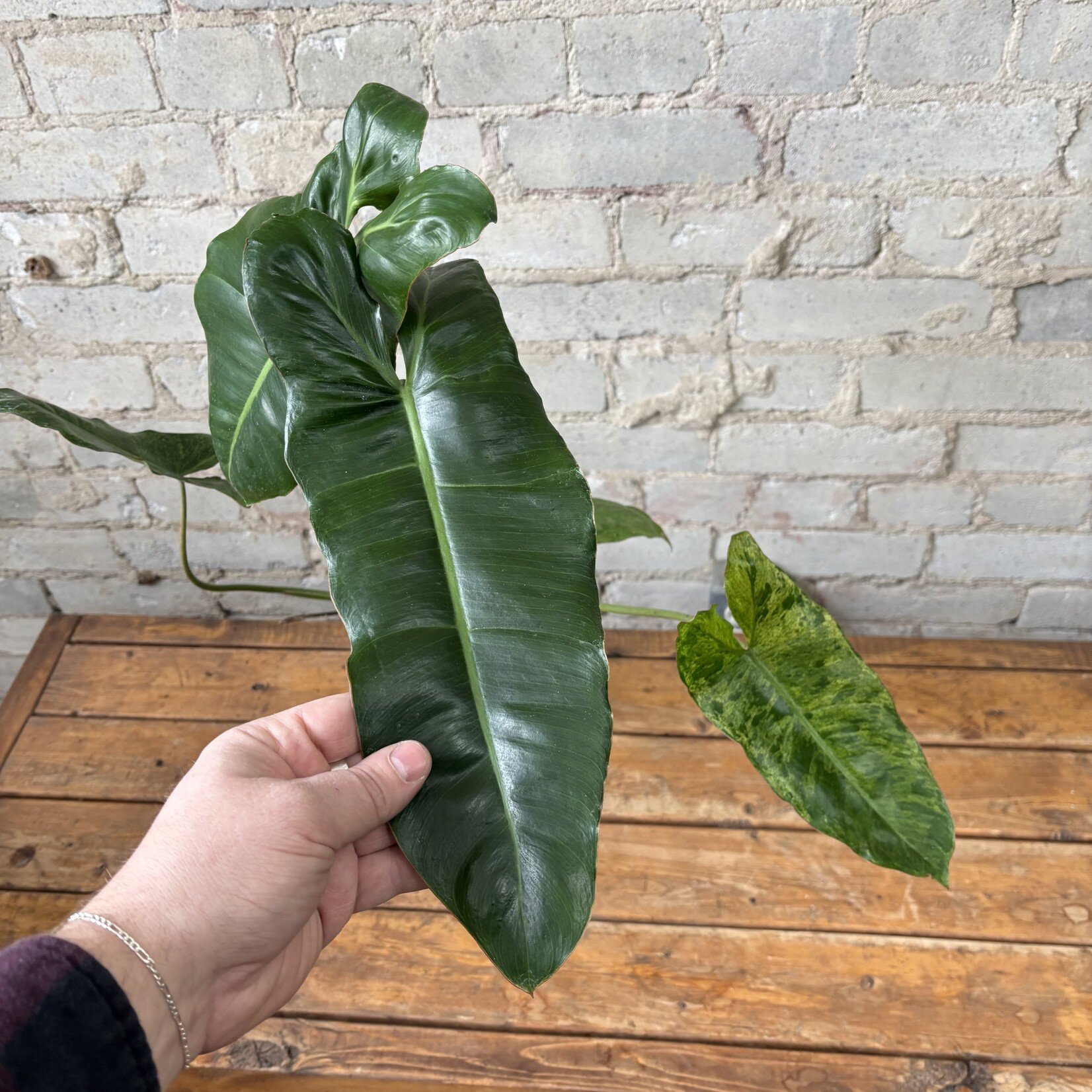 Philodendron Paraiso Verde 4"