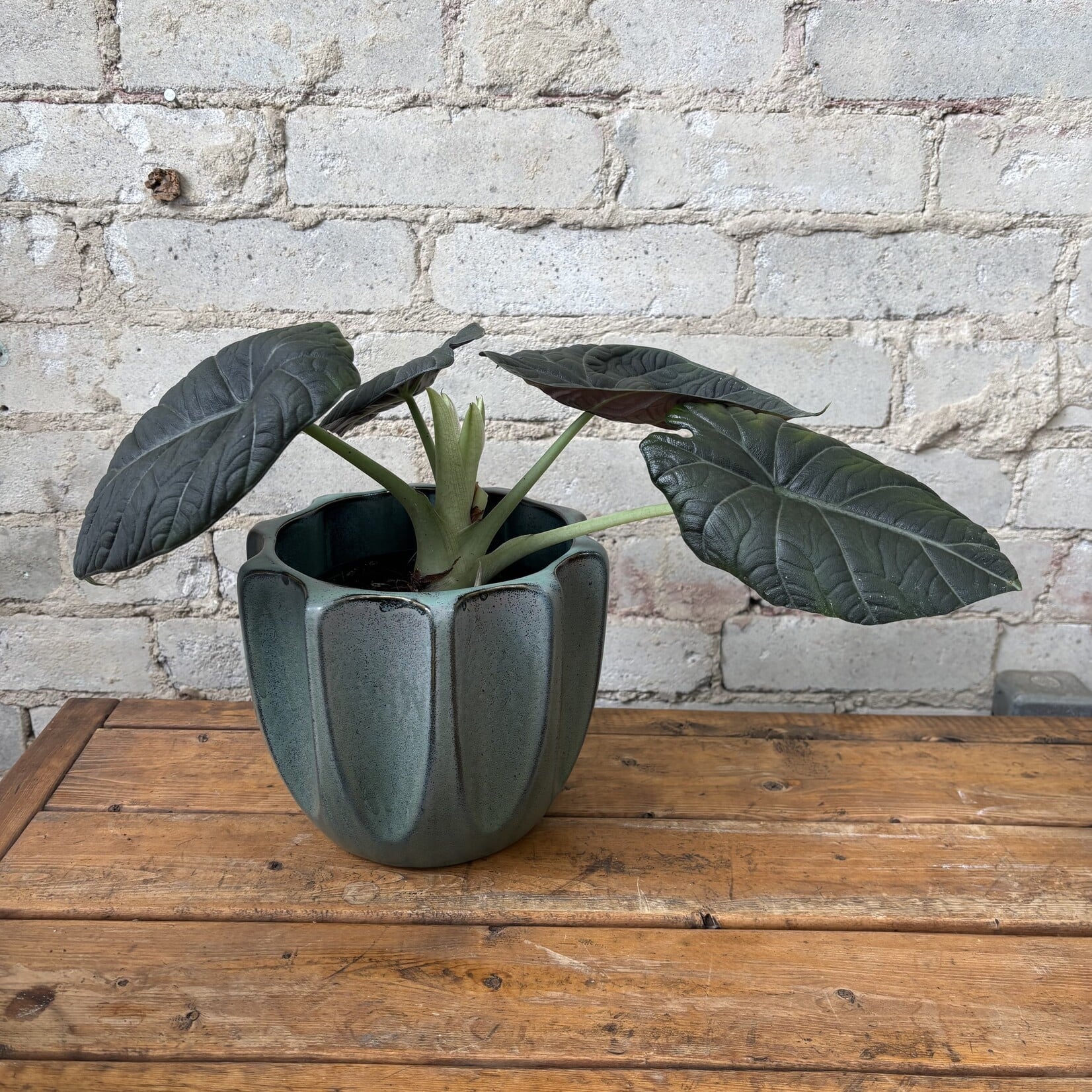 Alocasia Maharani 6"