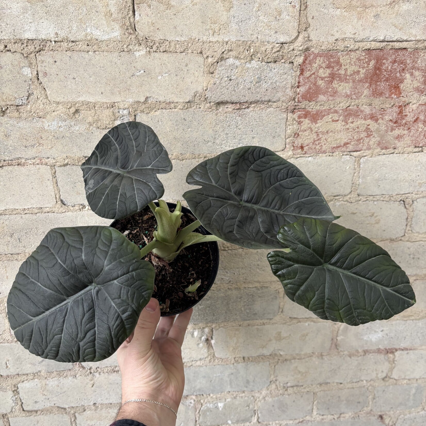 Alocasia Maharani 6"