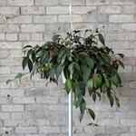 Lipstick Black Pagoda 8" HB