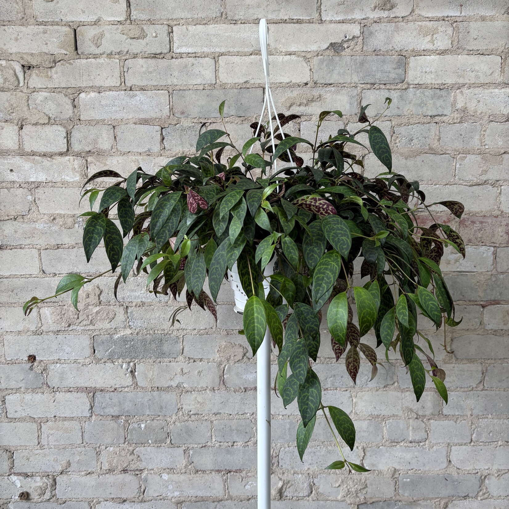 Lipstick Black Pagoda 8" HB