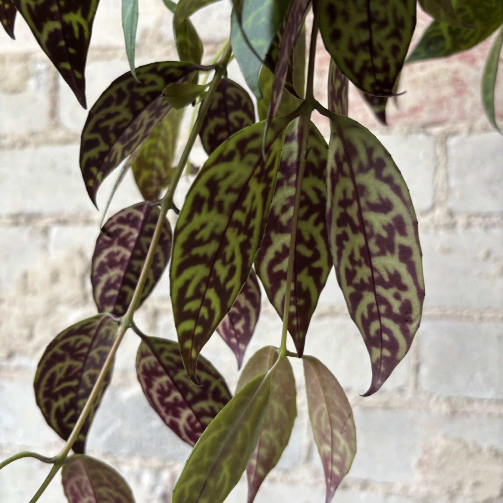 Lipstick Black Pagoda 8" HB