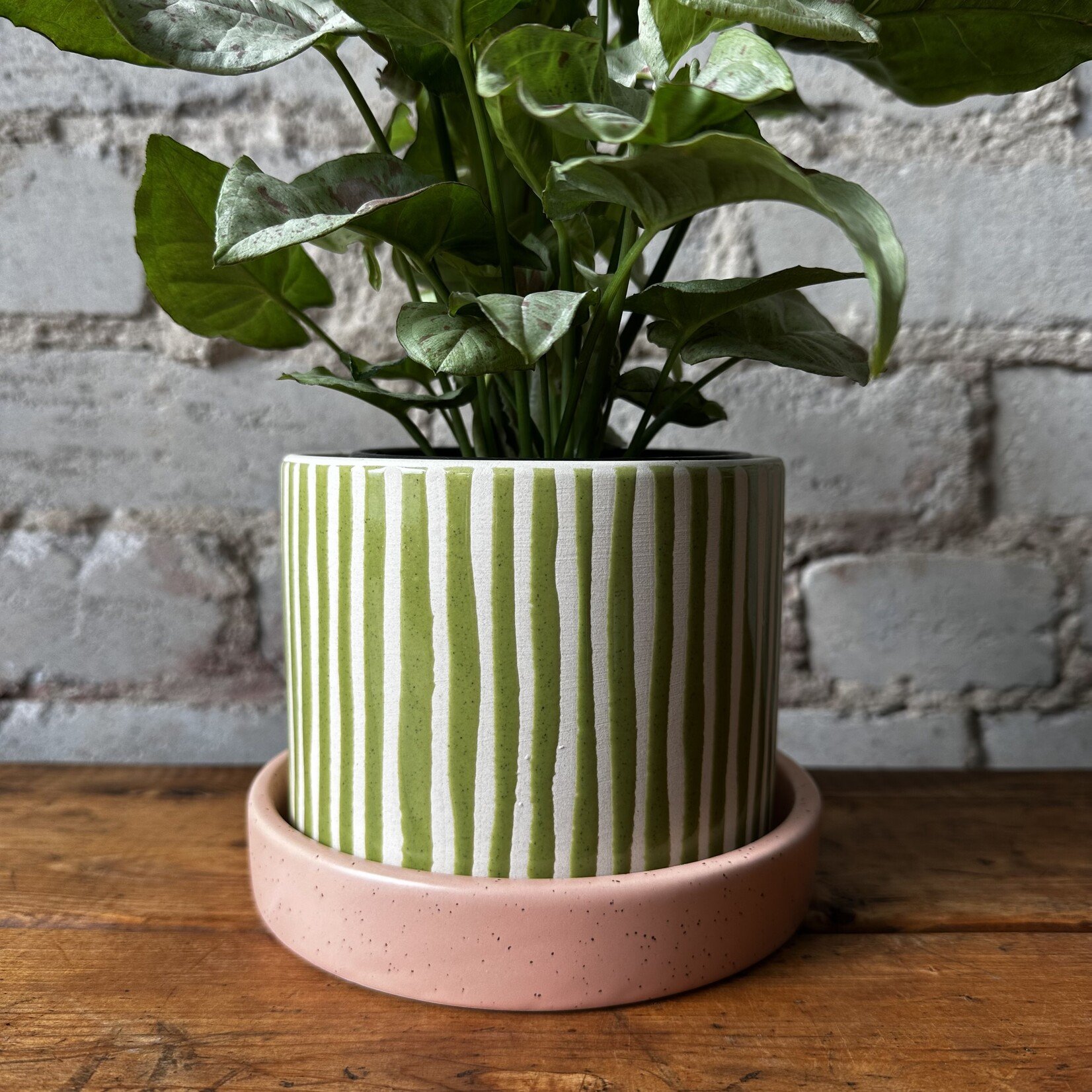 Assorted Pots Melancia Pot (fits 5")