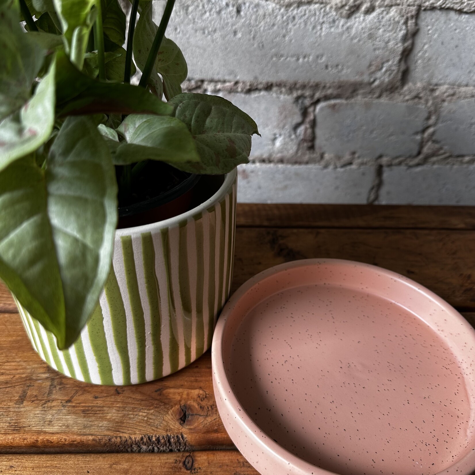 Assorted Pots Melancia Pot (fits 5")