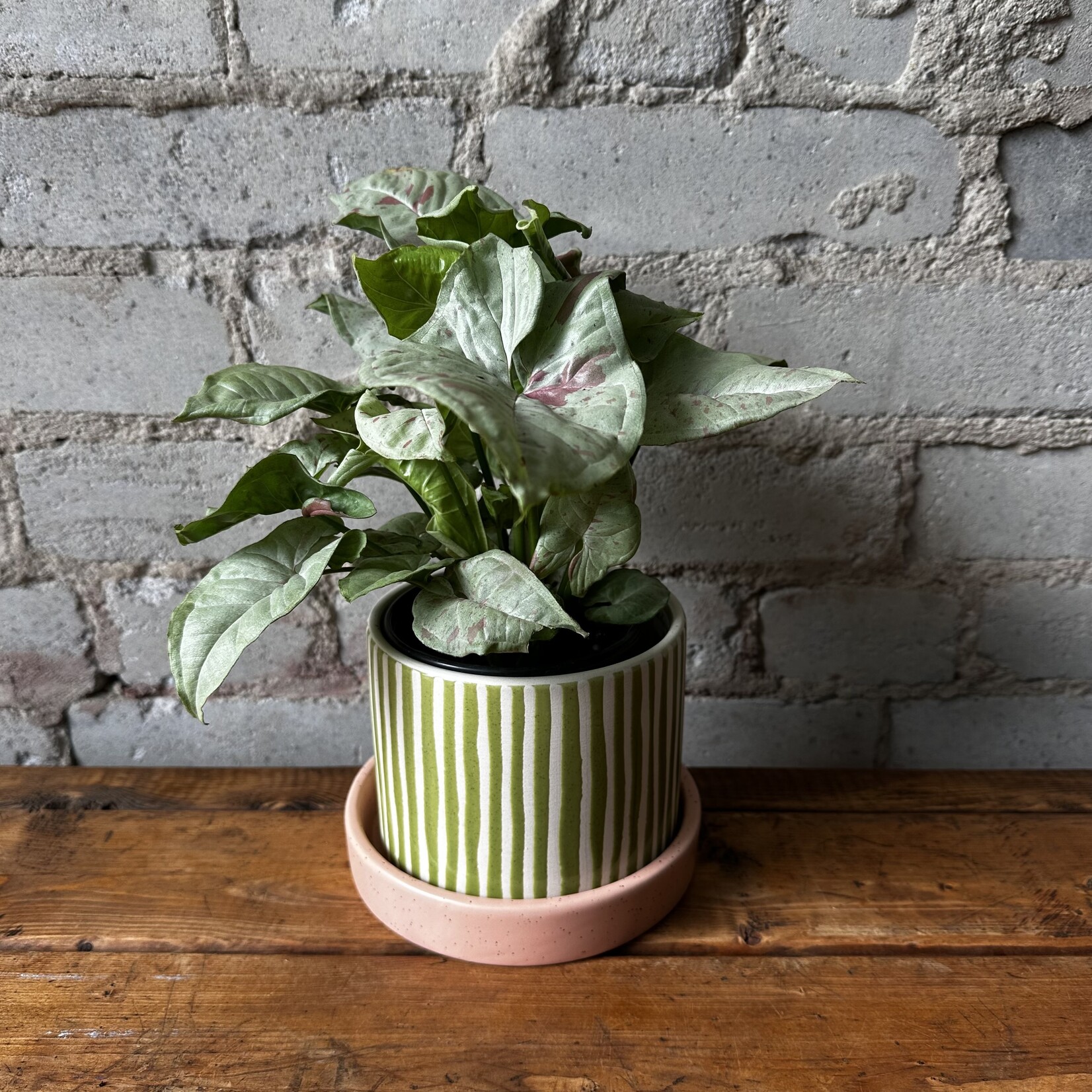 Melancia Pot (fits 5")