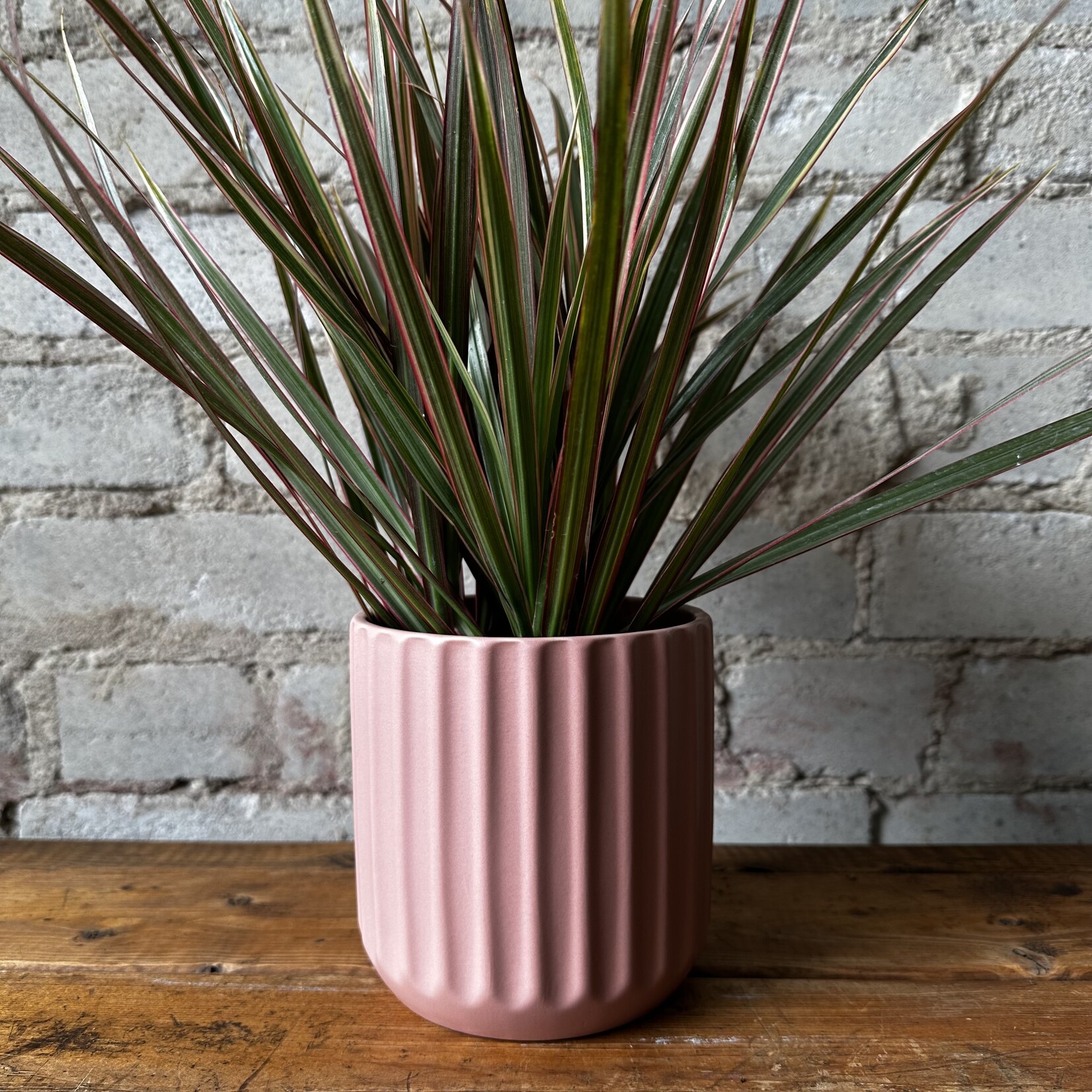 Assorted Pots Beam Pot (fits 4") Pink